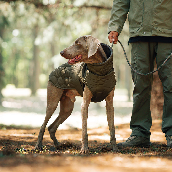 Thickened winter dog clothing on a dog enjoying an outdoor walk in nature, showcasing its warmth and style.