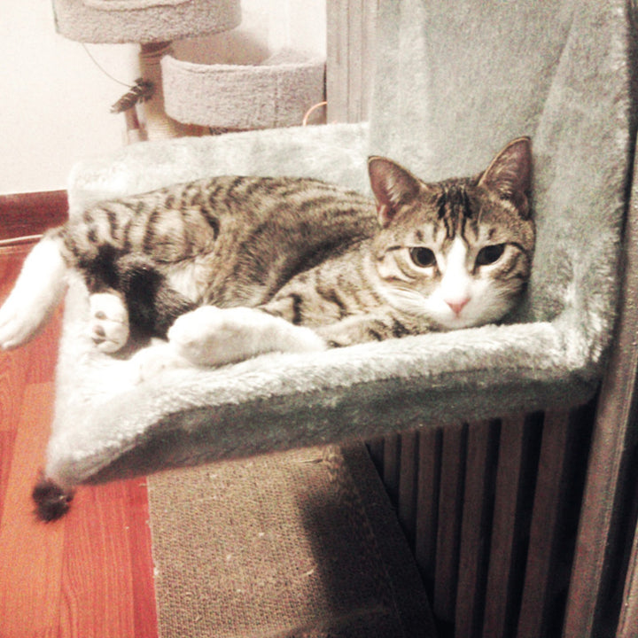 Cat lounging in a super portable cat nest made of plush material.