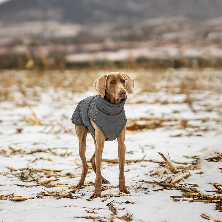 Thickened winter dog clothing on a stylish dog standing in the snow in a field.