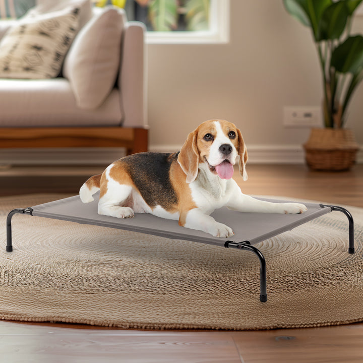 A beagle relaxing on an elevated cooling dog bed, perfect for summer comfort and air circulation.