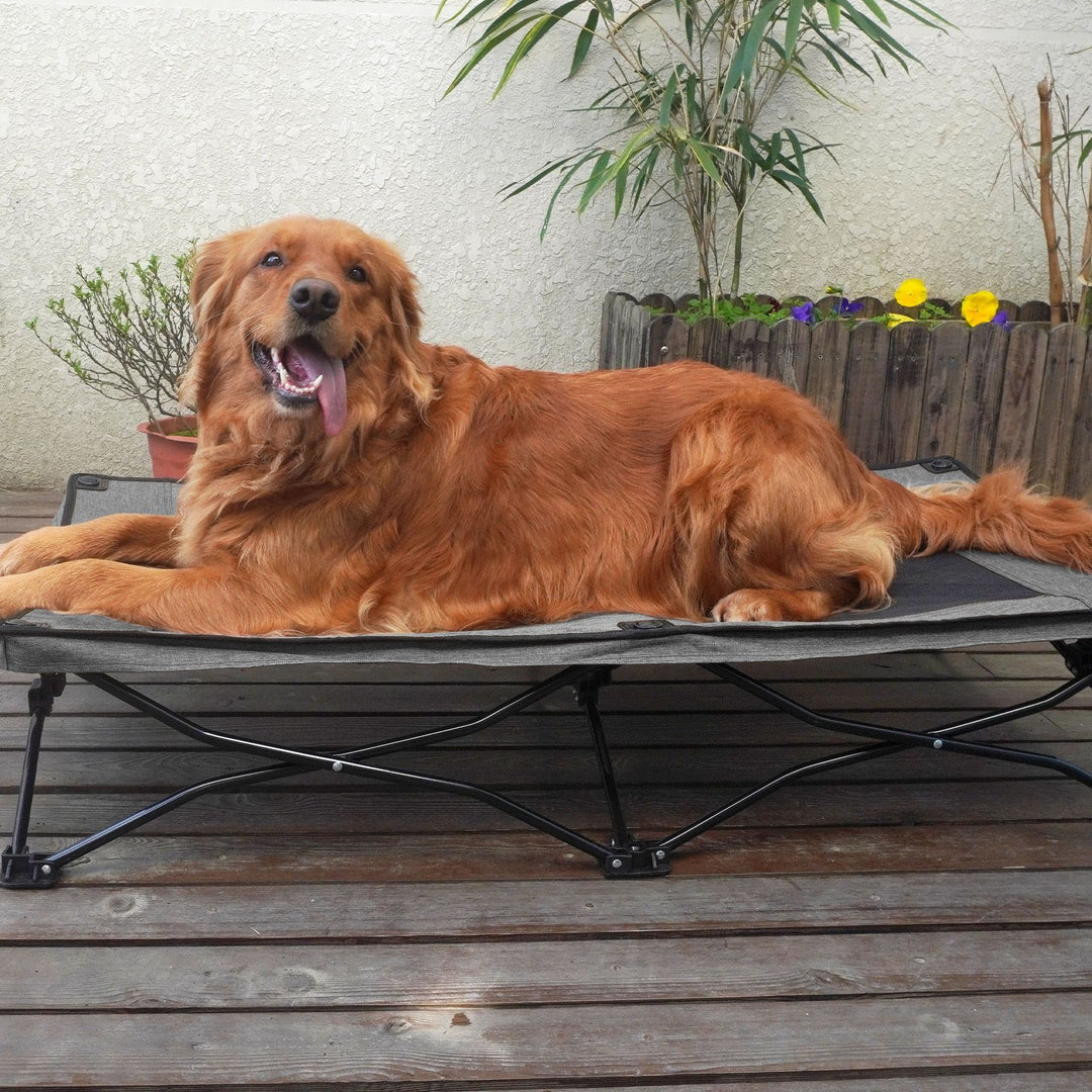 Large foldable dog bed with a happy golden retriever resting on it, showcasing comfort and portability.