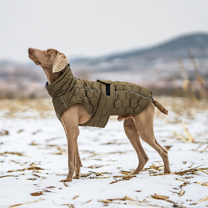 Dog wearing thickened winter dog clothing in olive green against a snowy backdrop, perfect for cold weather.